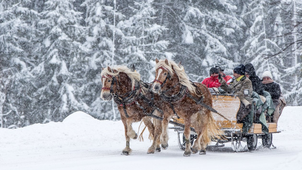 Pferdeschlittenfahrt im Winterzauber Pferdeschlitten fährt durch verschneite Landschaft mit fröhlichen Passagieren und fallendem Schnee