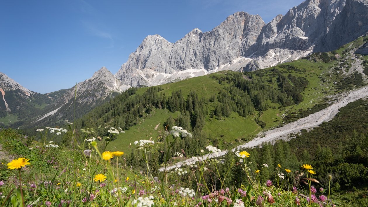 Alpenlandschaft mit Wildblumen Berglandschaft mit bunten Wildblumen im Vordergrund und hohen Gipfeln im Hintergrund unter blauem Himmel