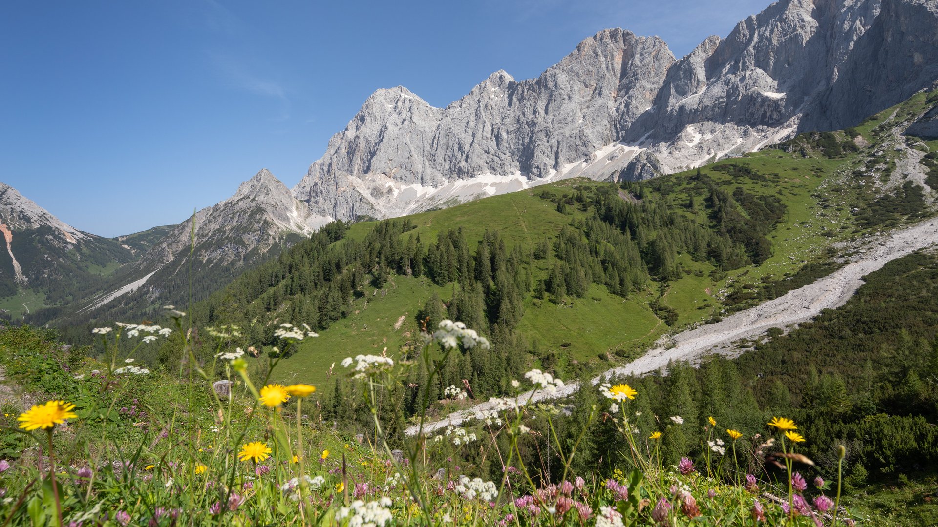 Berglandschaft mit bunten Wildblumen im Vordergrund und hohen Gipfeln im Hintergrund unter blauem Himmel