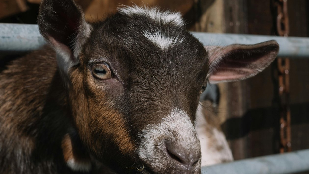 Close-up of a goat's face displaying its features and expression in a petting zoo setting