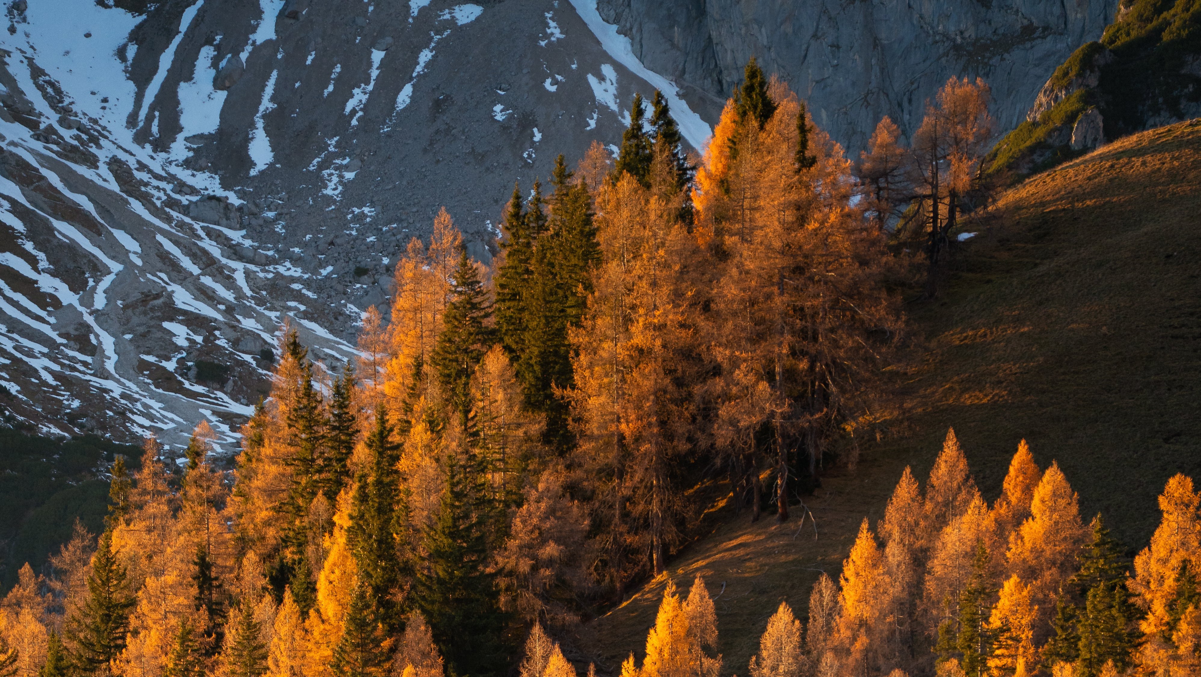 Golden Larch in Autumn Splendor Mountainous landscape with golden larch trees under warm autumn light and coniferous forest