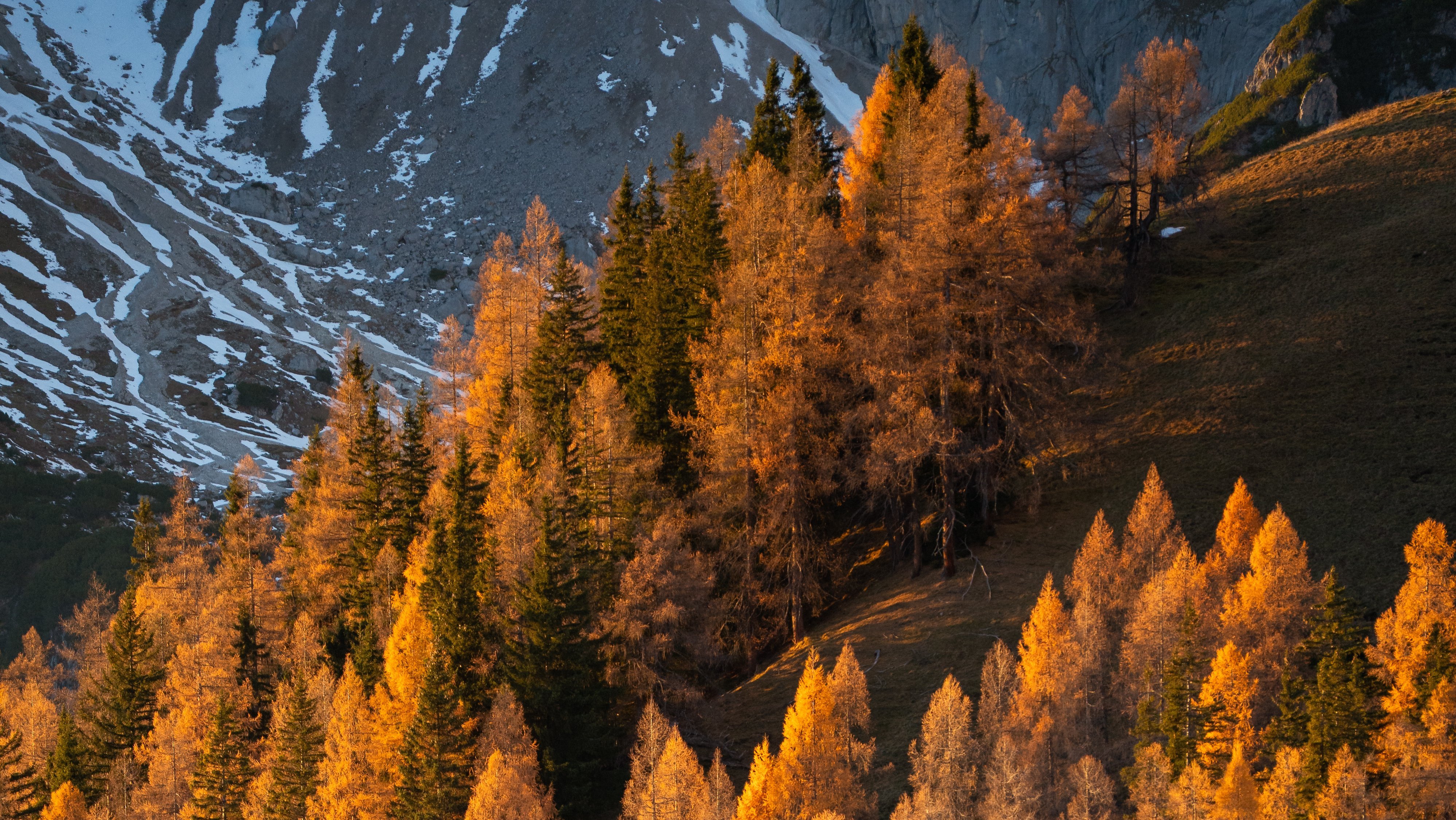 Herbstliche Baumlandschaft in den Bergen Goldene Lärchenbäume im herbstlichen Wald mit Bergkulisse und Schnee im Hintergrund