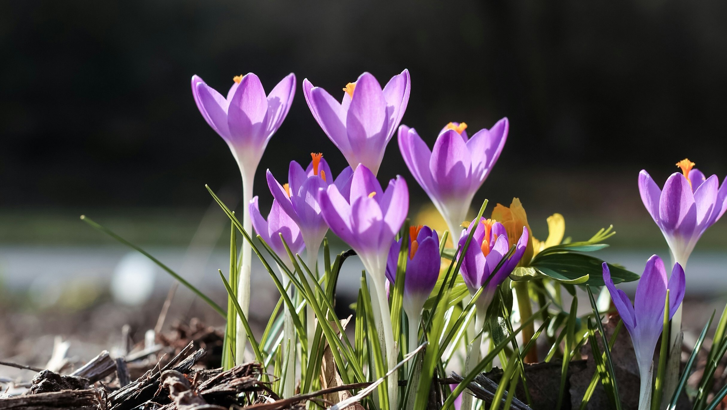 Frühlingserwachen mit Krokussen Cluster von lila Krokusblüten, umgeben von Mulch und Grünpflanzen, verschwommener Hintergrund.