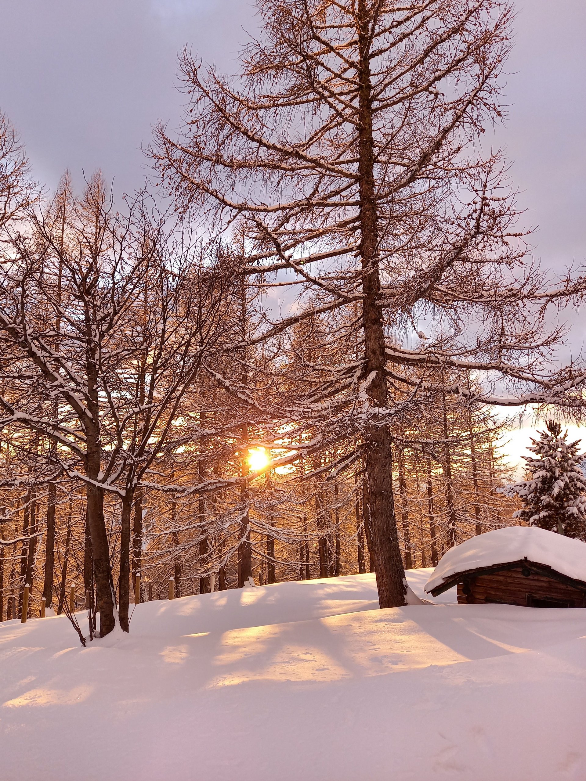 Schneebedeckte Bäume in einer winterlichen Landschaft bei Sonnenuntergang mit warmem Licht.