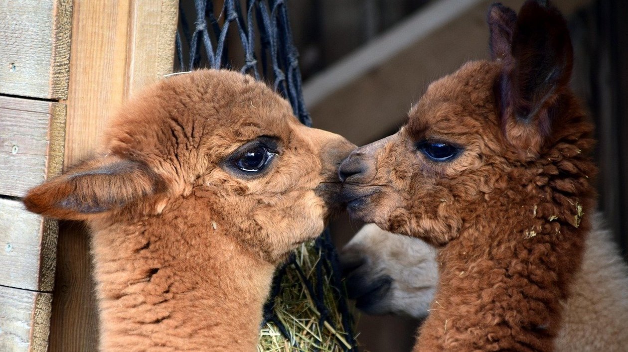 Two young alpacas closely interacting, their faces almost touching, with soft brown fur and expressive eyes.