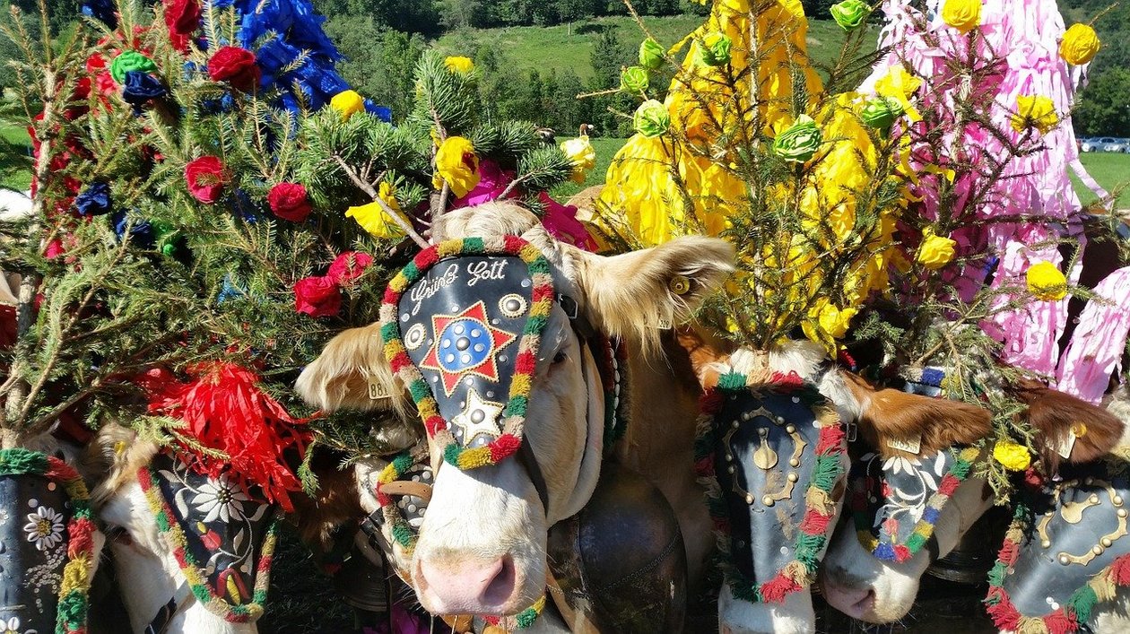 Festive Cows at Traditional Festival Group of decorated cows with colorful floral arrangements and masks during a festival