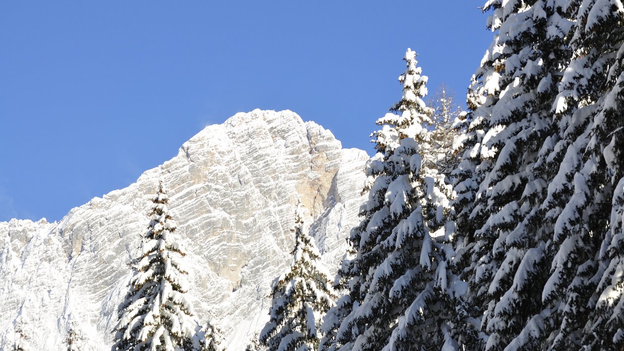 Verschneite Berge und Wälder Schneebedeckte Bergspitze umgeben von hohen, schneebedeckten Kiefern unter blauem Himmel