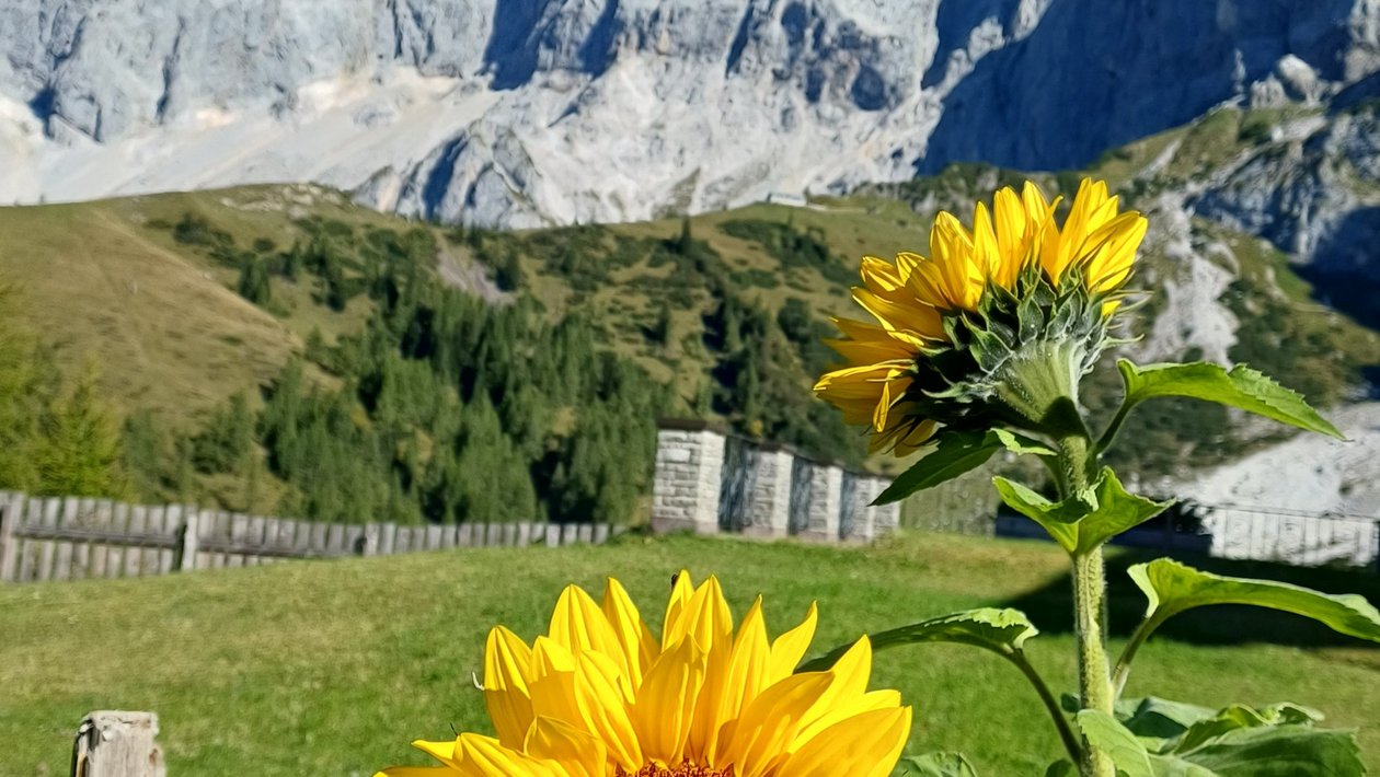 Sonnenblumen vor majestätischen Bergen Vibrante Sonnenblumen im Vordergrund mit hohen Bergen im Hintergrund unter blauem Himmel
