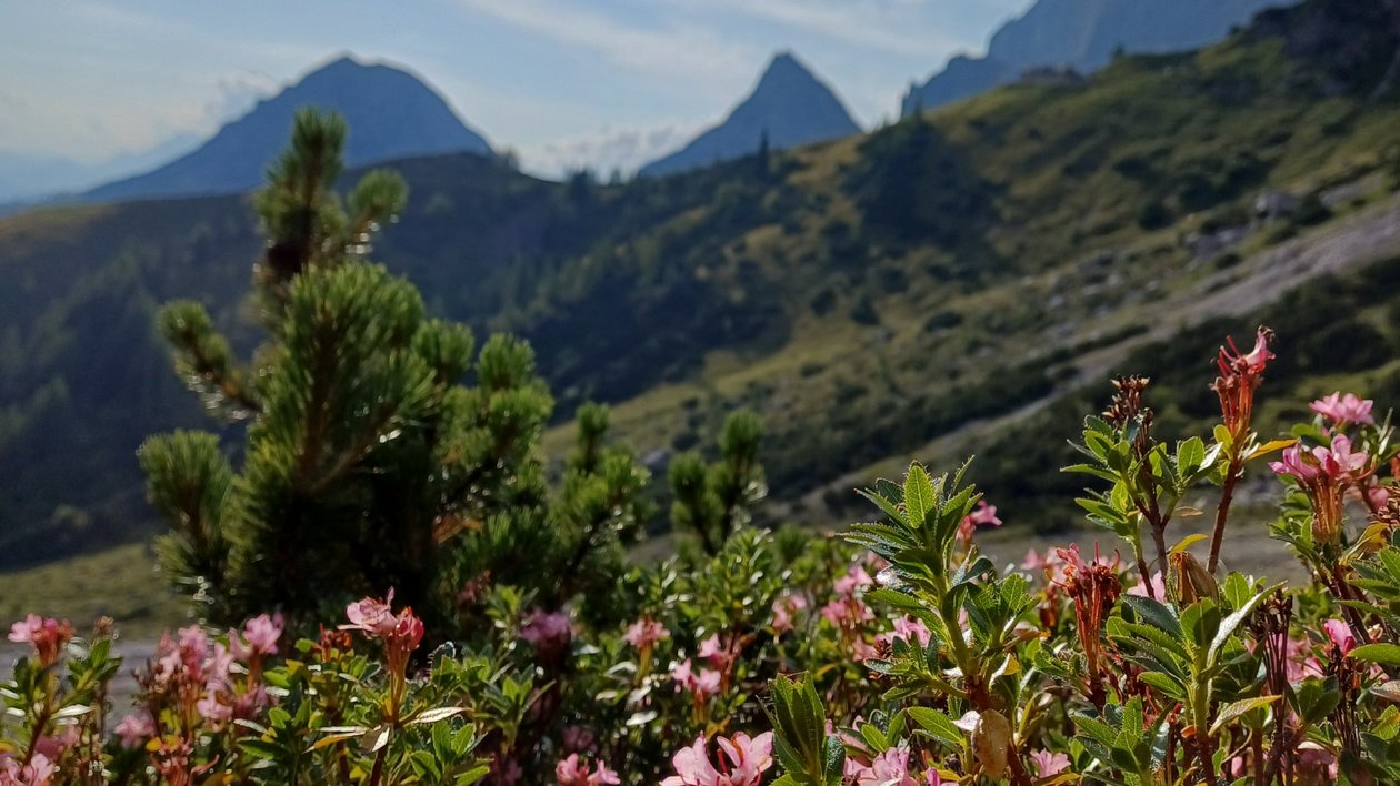 Blühende Berglandschaft im Sonnenlicht Lebendige Berglandschaft mit blühenden Wildblumen und sonnigem Himmel, natürliche Umgebung