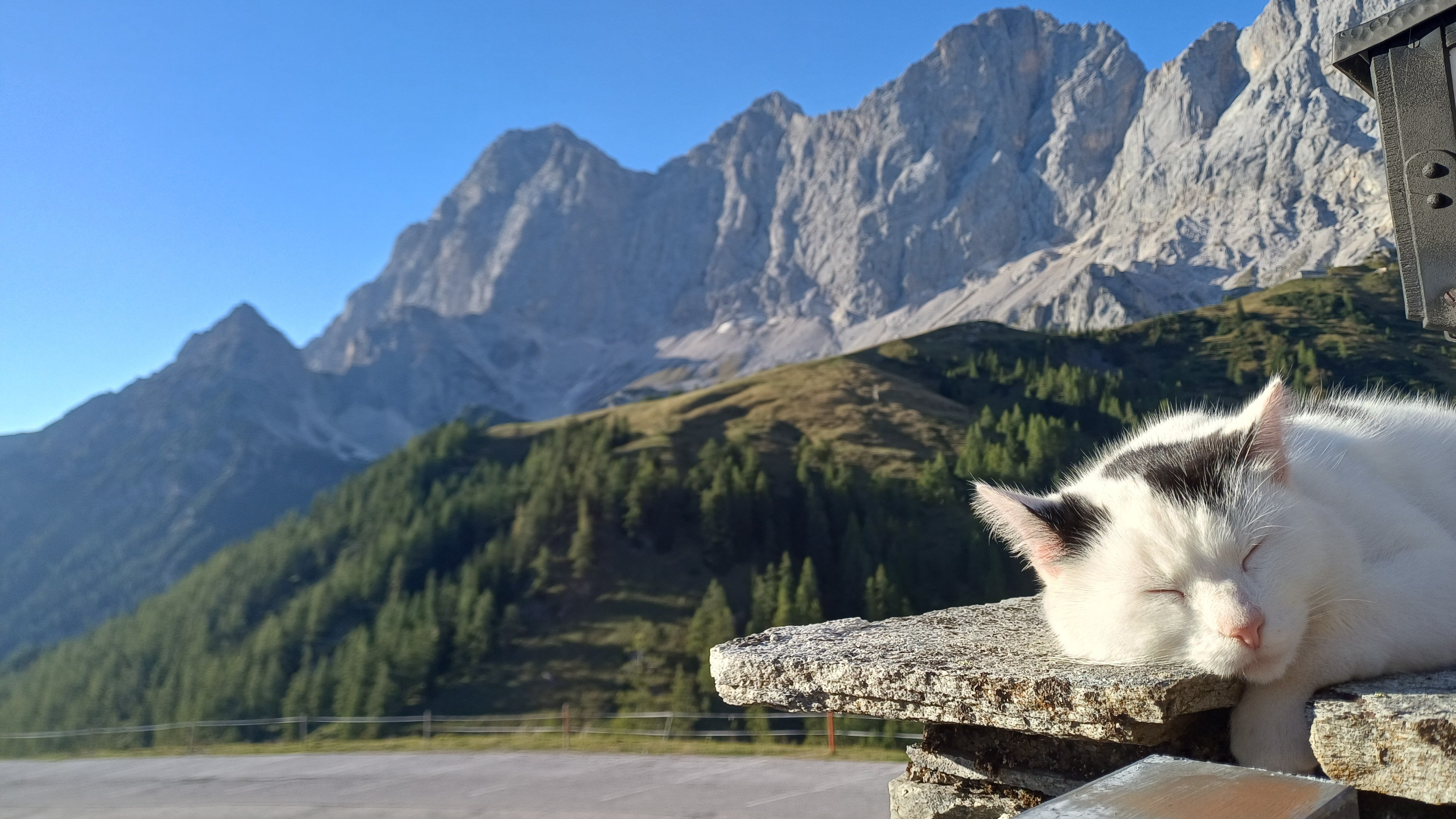 Katze vor Bergkulisse Eine weiße Katze schläft auf einem Stein mit Bergen im Hintergrund und klarem Himmel.