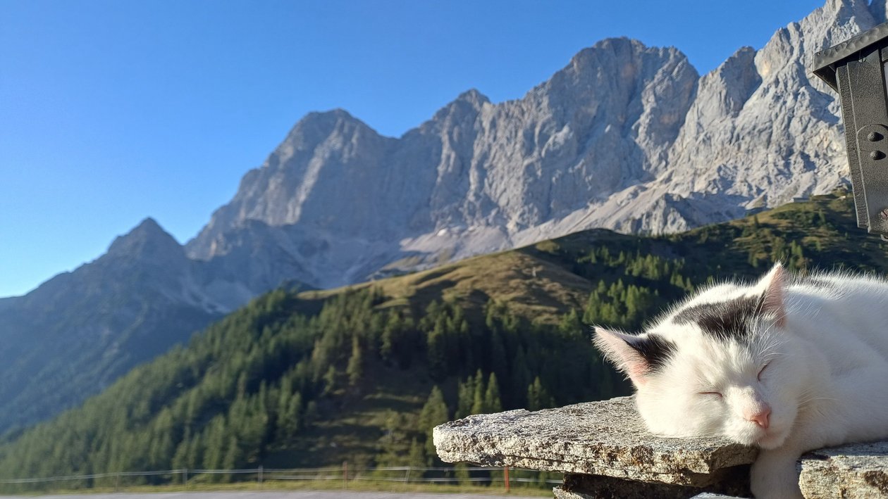 Serene cat in mountain retreat A white cat sleeping on a stone ledge with mountains in the background and a clear blue sky