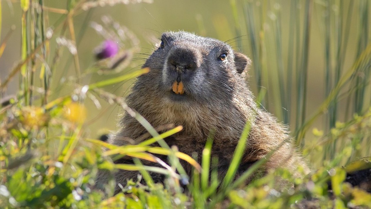 Murmeltier auf blühender Wiese Nahaufnahme eines Murmeltiers in einer grasbewachsenen Umgebung mit Pflanzen und Blumen.