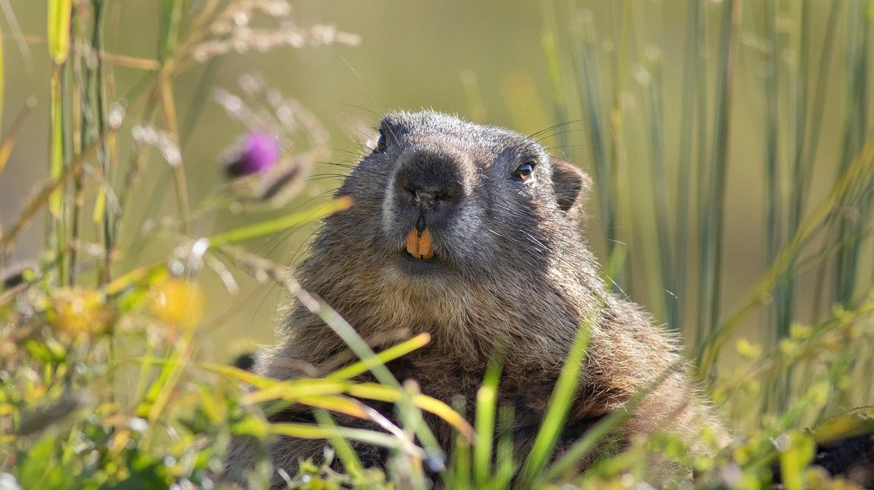 Murmeltier auf blühender Wiese Nahaufnahme eines Murmeltiers in einer grasbewachsenen Umgebung mit Pflanzen und Blumen.