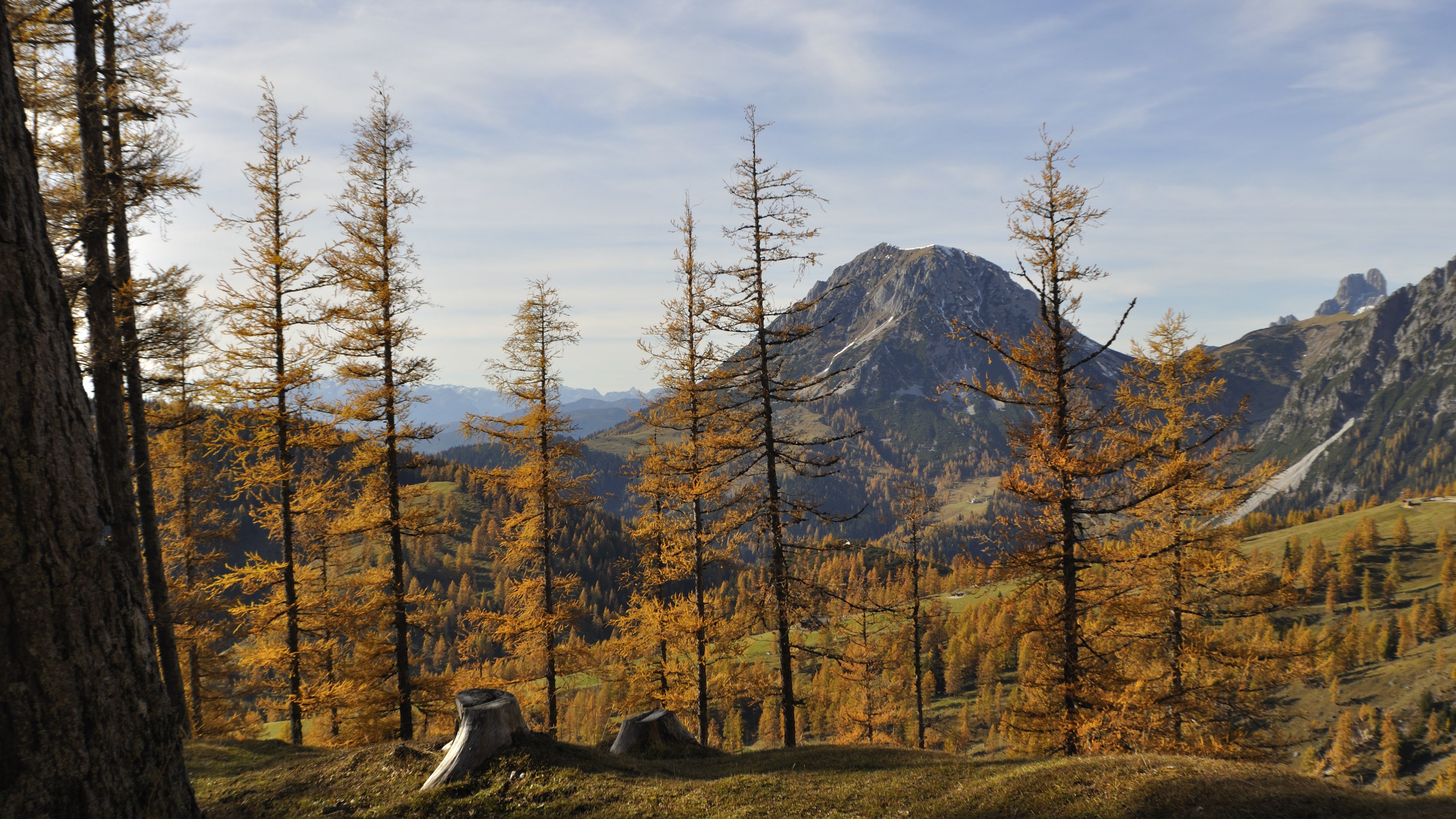 Berglandschaft im Herbst mit hohen, goldenen Bäumen im Vordergrund und einer Bergkette im Hintergrund.